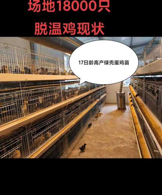 养鸡场鸡苗多少钱一只？2025年鸡苗价格参考与影响因素分析