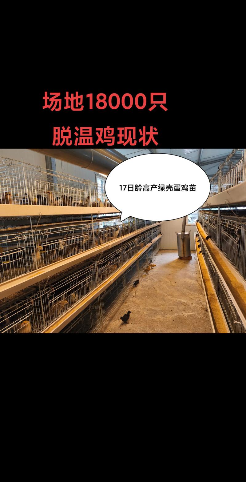 养鸡场鸡苗多少钱一只?2025年鸡苗价格参考与影响因素分析 价格快速参考