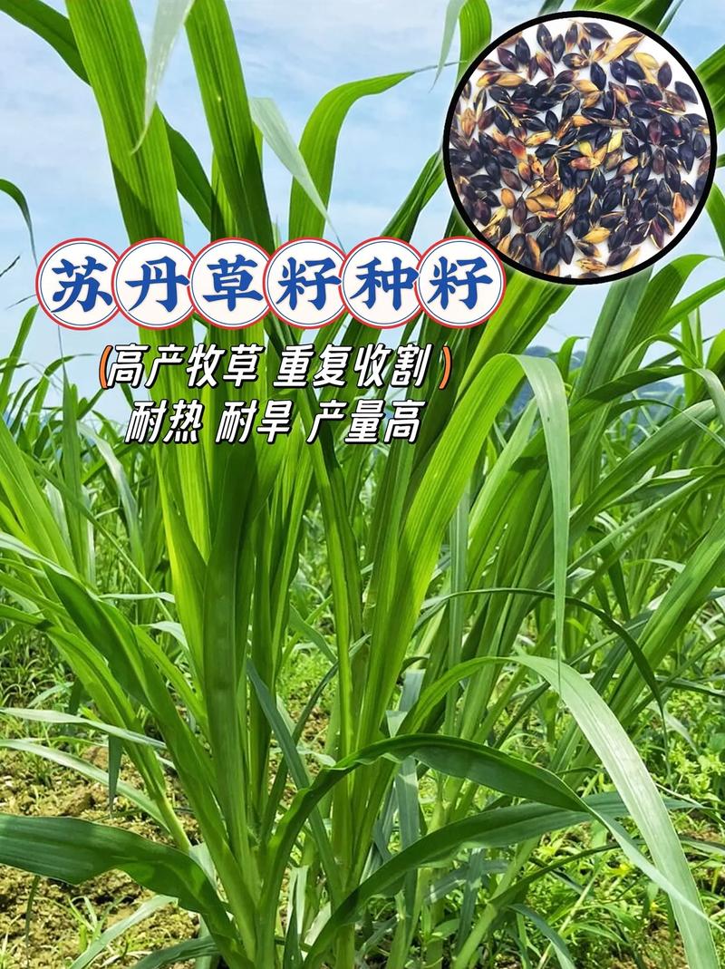 二、影响播种量的关键因素