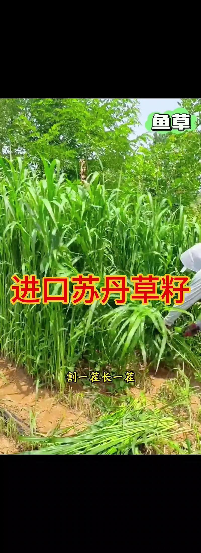 五、收获与留种