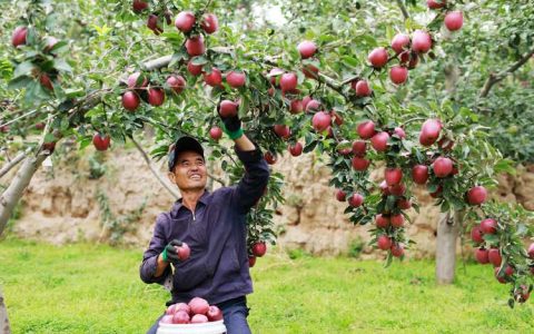 现在栽果树能活吗？2026年果树定植黄金时间与成活率保障指南