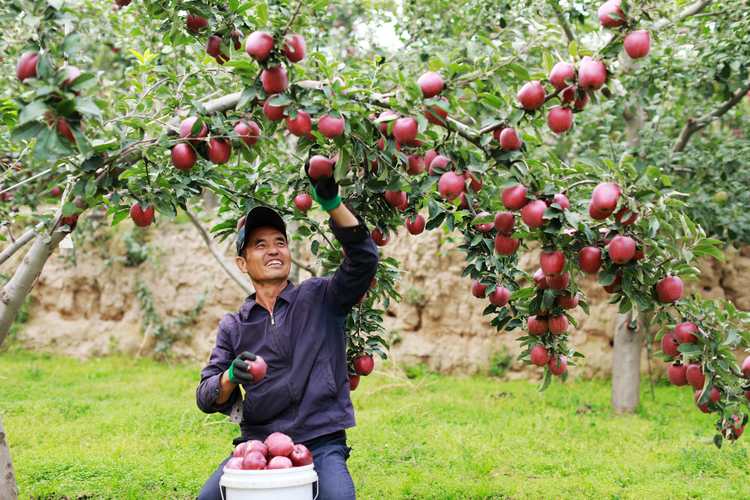 现在栽果树能活吗？2026年果树定植黄金时间与成活率保障指南