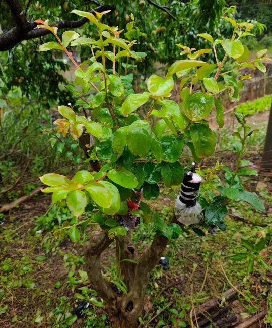 紫薇嫁接指南：最佳砧木选择与科学嫁接方法