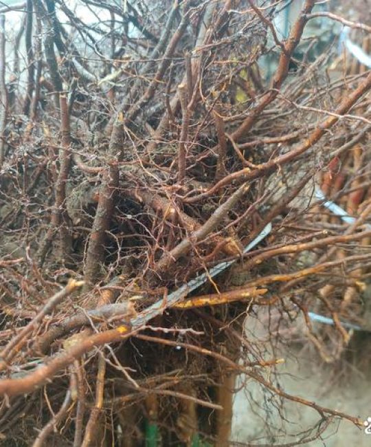 樱桃种子种植的樱桃树会结果吗：家庭育苗全流程指南