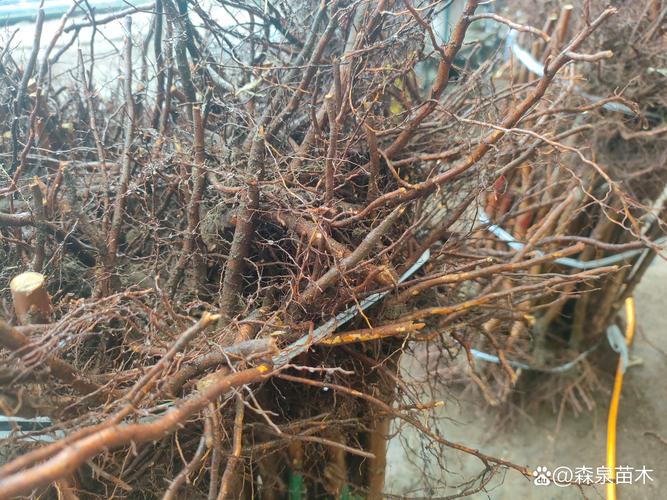 樱桃种子种植的樱桃树会结果吗：家庭育苗全流程指南