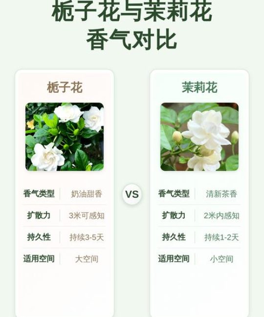 栀子花和茉莉花哪个更香？香气特点对比及养护指南