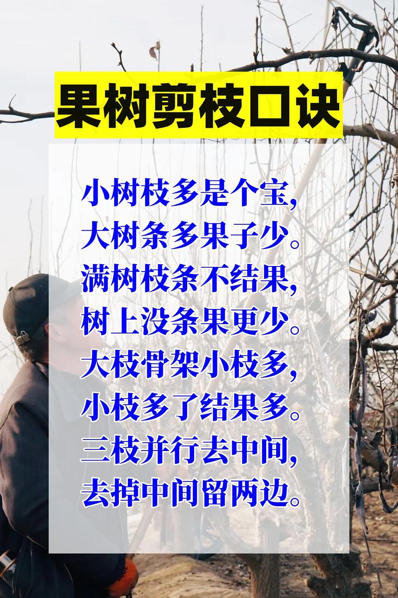 怎么给果树剪枝:掌握这三大黄金法则,产量翻倍树形更健康 定型修剪决定果树未来产量基础
