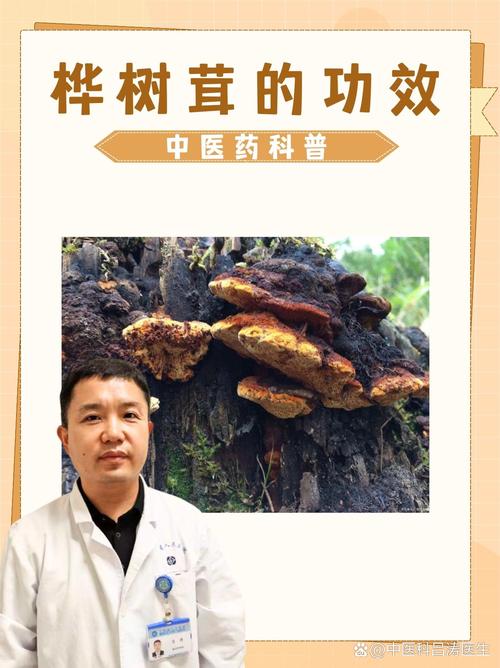 园艺角度：如何种植和养护优质白桦树