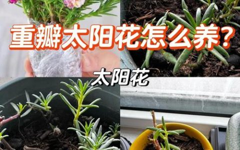 太阳花怎么养开花多？光照、控水、施肥和修剪是关键
