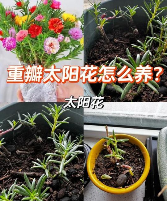 太阳花怎么养开花多？光照、控水、施肥和修剪是关键