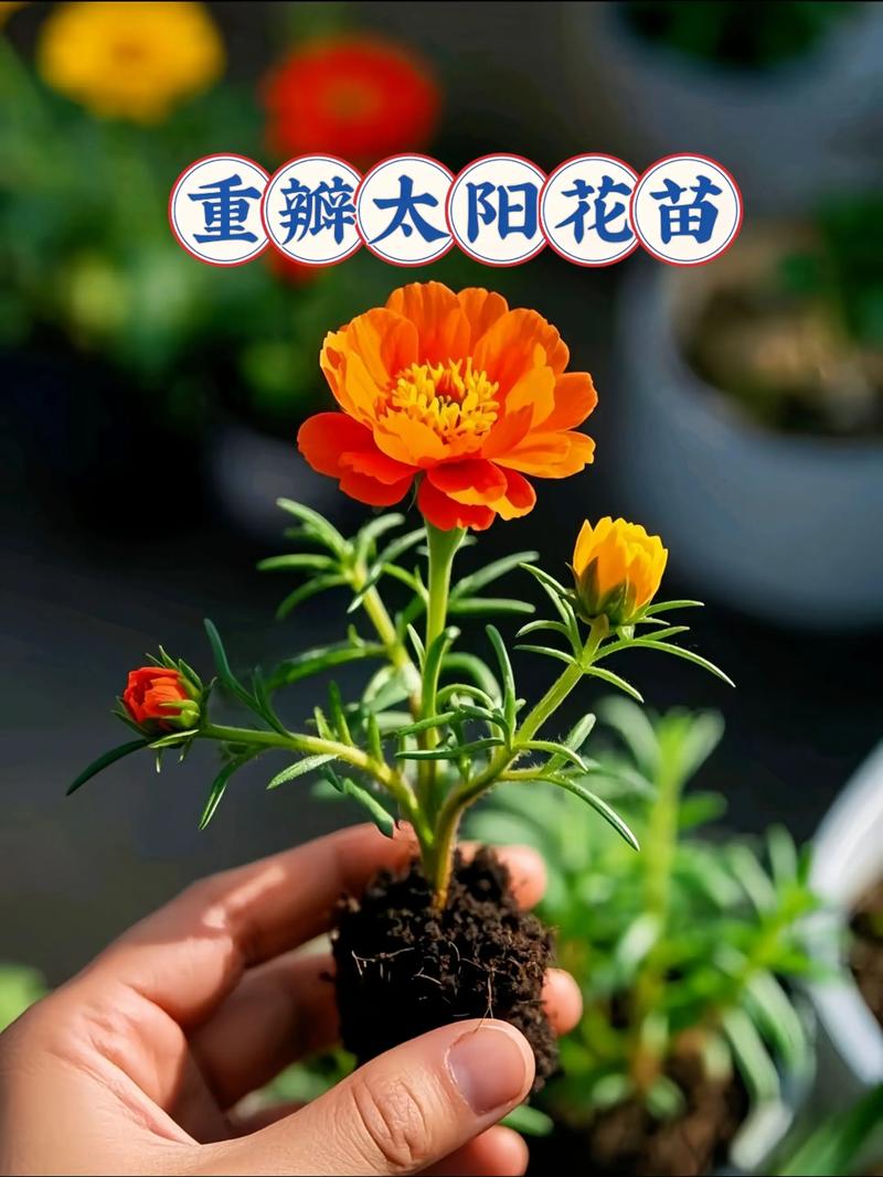 太阳花怎么养开花多?光照、控水、施肥和修剪是关键 浇水