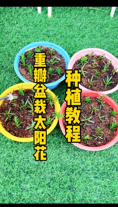太阳花怎么养开花多?光照、控水、施肥和修剪是关键 修剪