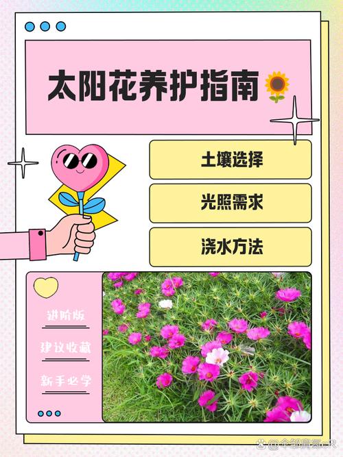 太阳花怎么养开花多?光照、控水、施肥和修剪是关键 不开花常见原因