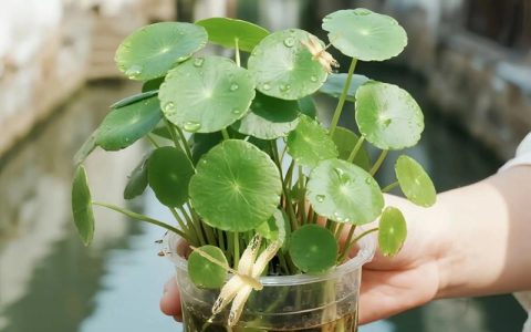 水培铜钱草怎么养殖？一篇学会水培铜钱草的日常养护