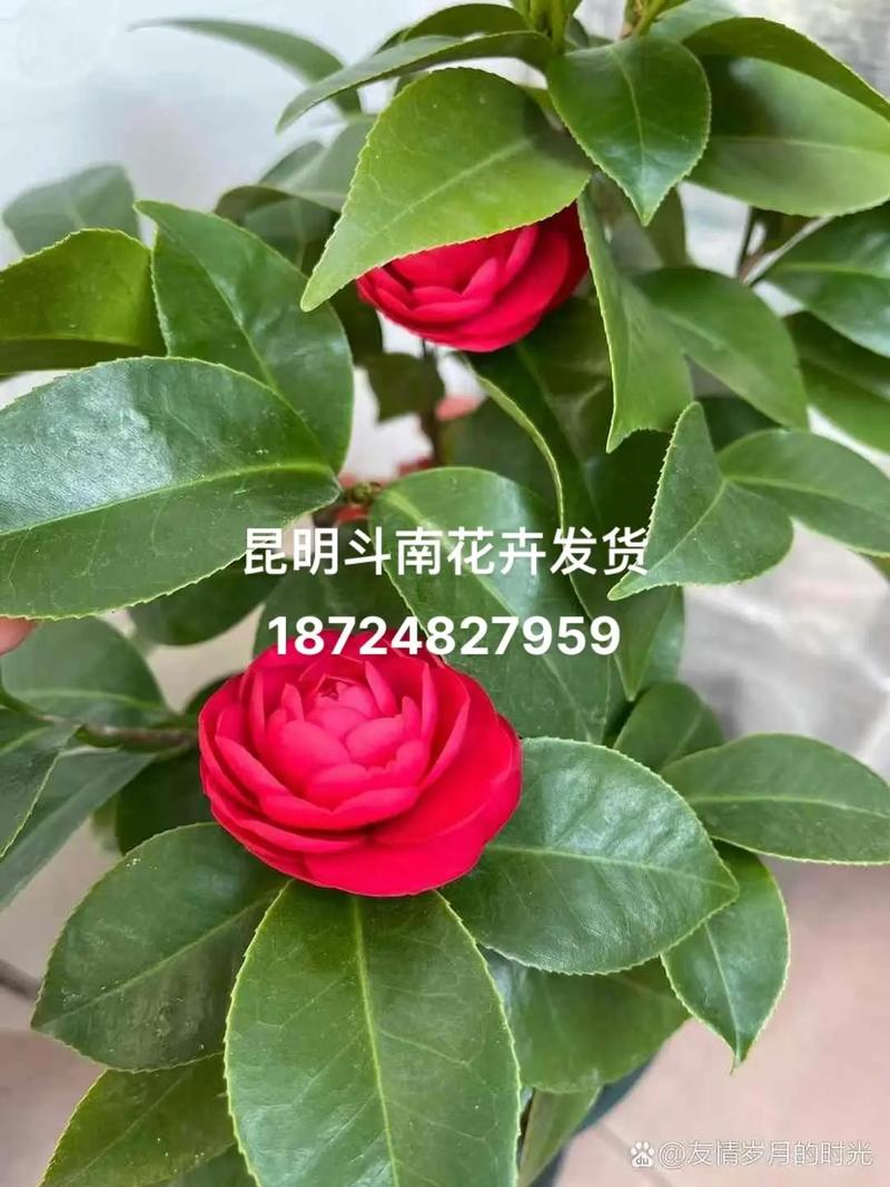 红玉茶花品种好不好?6大维度对比与养护指南 品种对比:红玉茶花 vs. 赤丹