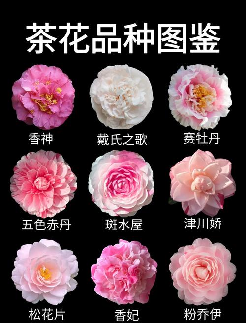红玉茶花品种好不好?6大维度对比与养护指南 FAQ