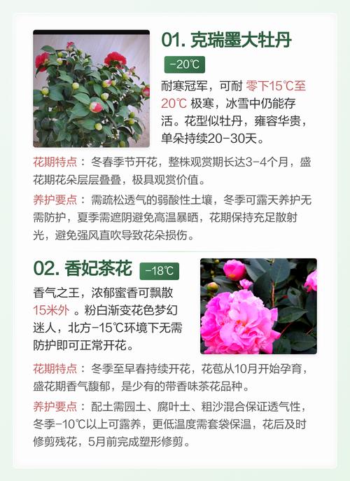 红玉茶花品种好不好?6大维度对比与养护指南 总结