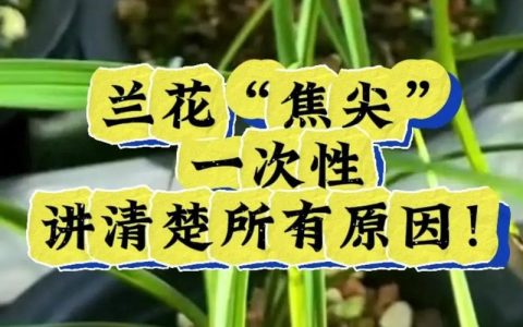 兰花的叶子发黄叶尖干枯怎么办？原因分析及防治指南