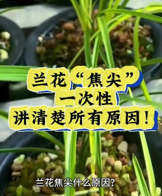 兰花的叶子发黄叶尖干枯怎么办？原因分析及防治指南