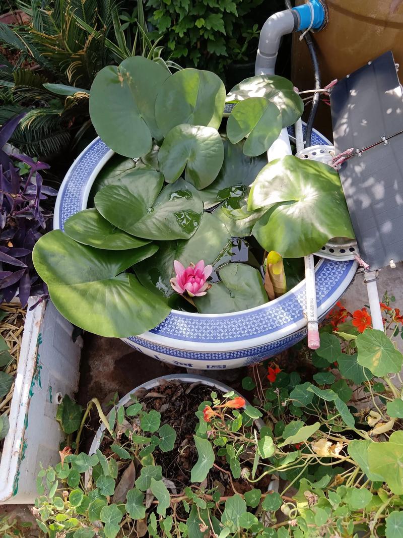 睡莲可以直接种在水缸里吗?家庭庭院种植指南与关键技术参数 常见错误清单
