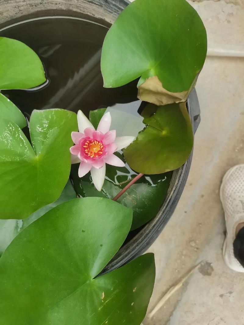 睡莲可以直接种在水缸里吗?家庭庭院种植指南与关键技术参数 常见问题 (FAQ)