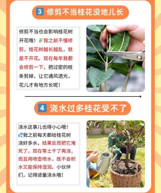 十年桂花树不开花是什么原因？专家详解促花技巧与养护方案
