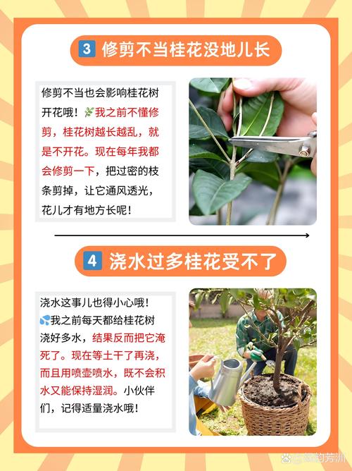 十年桂花树不开花是什么原因？专家详解促花技巧与养护方案