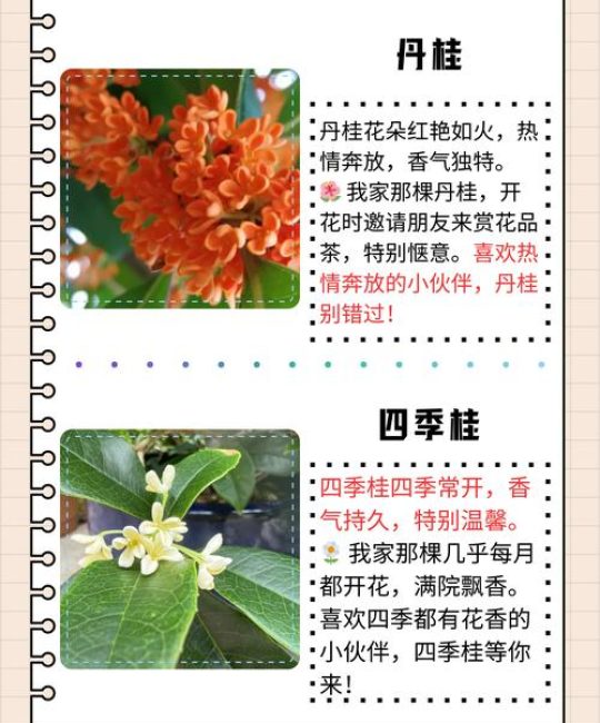 什么桂花树最好？挑选桂花品种的终极指南