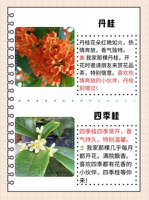 什么桂花树最好?挑选桂花品种的终极指南 桂花四大品系速览