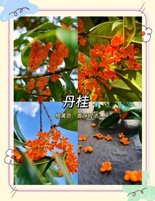 什么桂花树最好?挑选桂花品种的终极指南 什么人适合种什么桂花?