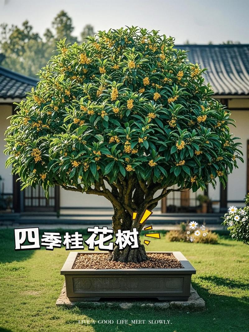 什么桂花树最好?挑选桂花品种的终极指南 总结:没有“最好”,只有“最合适”