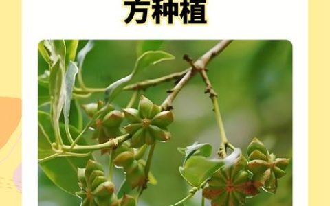 八角树苗适应在什么地方种植？地栽全流程技术指南