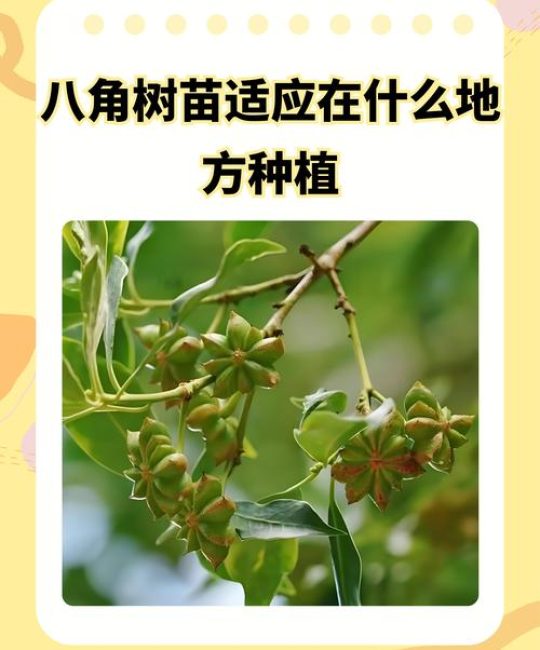 八角树苗适应在什么地方种植？地栽全流程技术指南