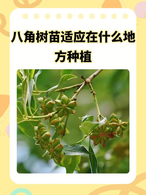八角树苗适应在什么地方种植?地栽全流程技术指南 八角树苗适应在什么地方种植?地栽全流程技术指南