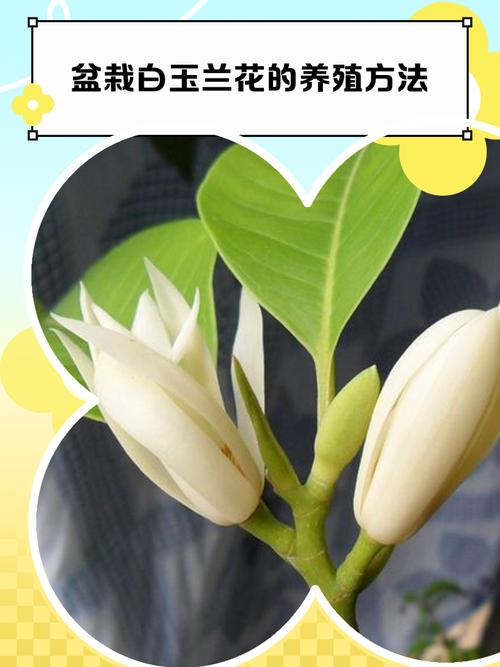 玉兰花能在室内养吗?阳台盆栽完整指南与养护风险解析 常见问题FAQ