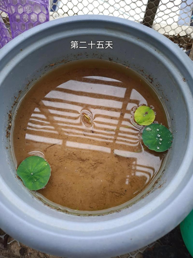 莲花种植全攻略:从园艺到餐桌,莲花味精的原料探秘 三、日常养护要点