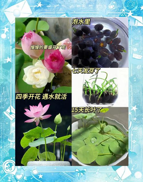 莲花种植全攻略:从园艺到餐桌,莲花味精的原料探秘 五、结语