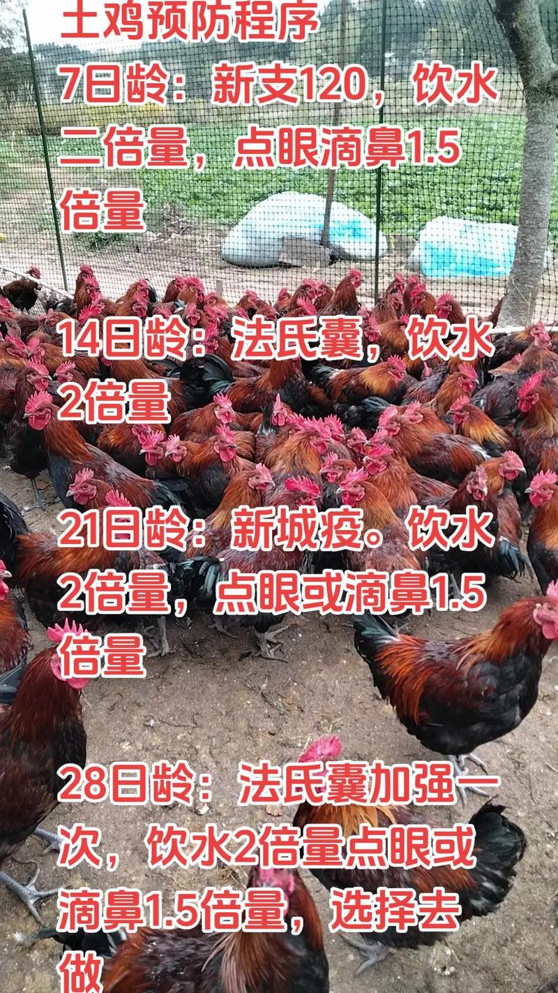 哪里供应土鸡苗?——科学评估土鸡苗采购渠道的四个关键步骤 二、品种真实性核查与规格匹配度分析