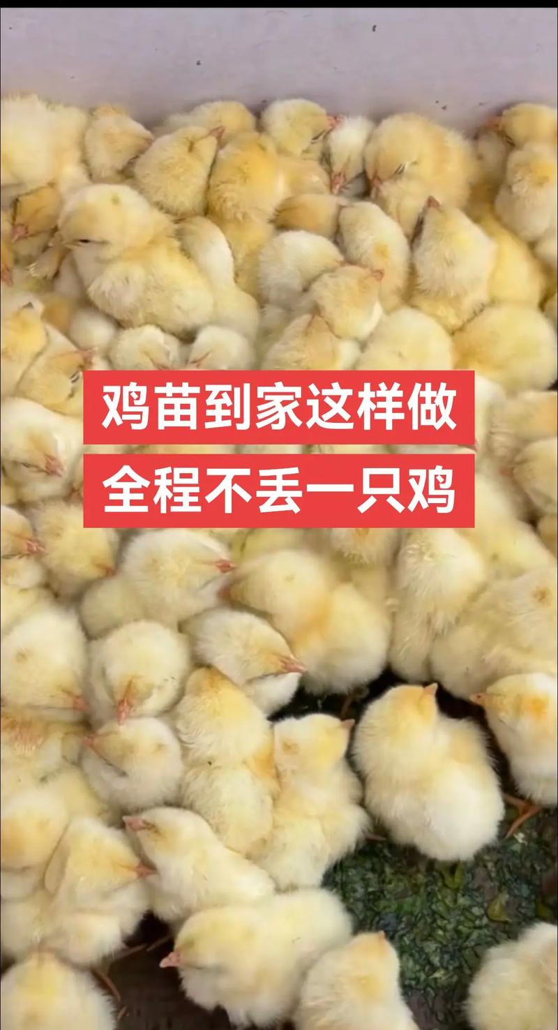 哪里供应土鸡苗?——科学评估土鸡苗采购渠道的四个关键步骤 三、健康状态评估与运输装车方案核查