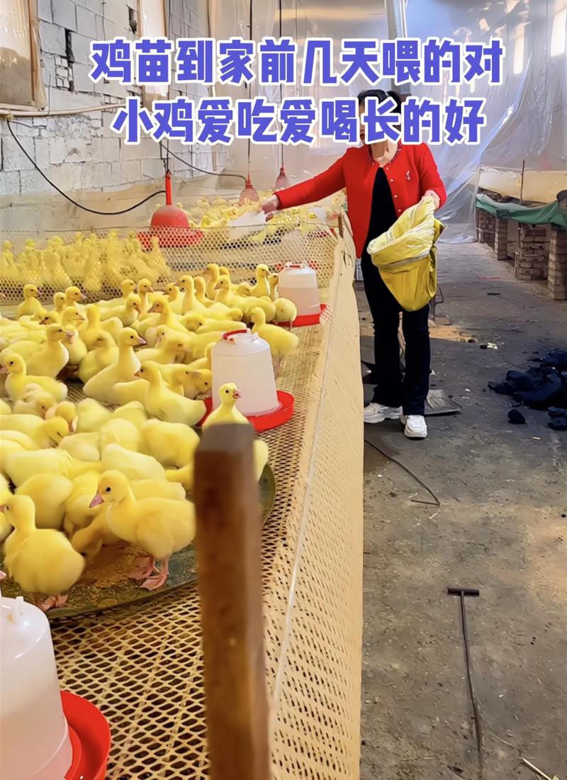 哪里供应土鸡苗?——科学评估土鸡苗采购渠道的四个关键步骤 四、售后补苗政策审核并形成书面约定