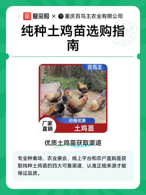哪里供应土鸡苗?——科学评估土鸡苗采购渠道的四个关键步骤 五、小批量试单与后期验收制度化