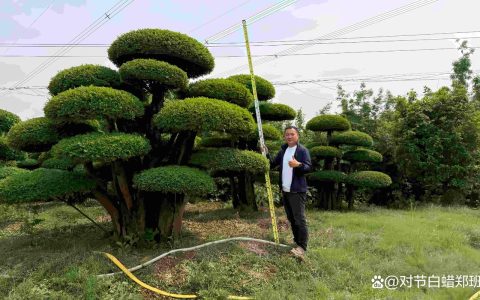 对节白蜡市场价格：规格、冠形与产地如何影响报价