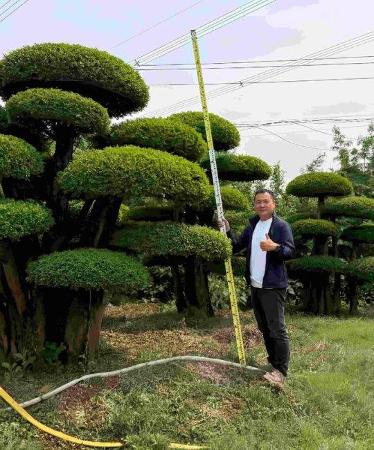 对节白蜡市场价格：规格、冠形与产地如何影响报价
