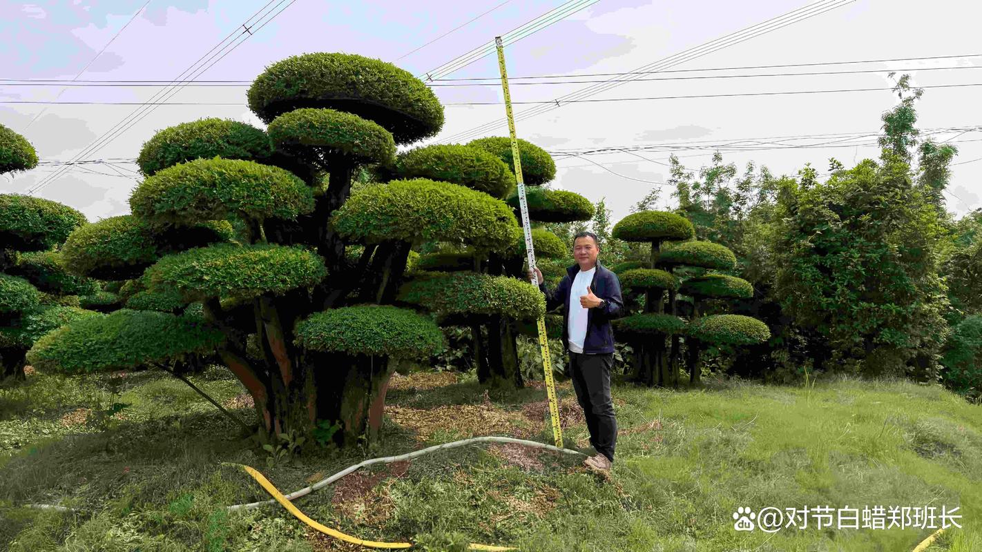对节白蜡市场价格:规格、冠形与产地如何影响报价 对节白蜡市场价格:规格、冠形与产地如何影响报价