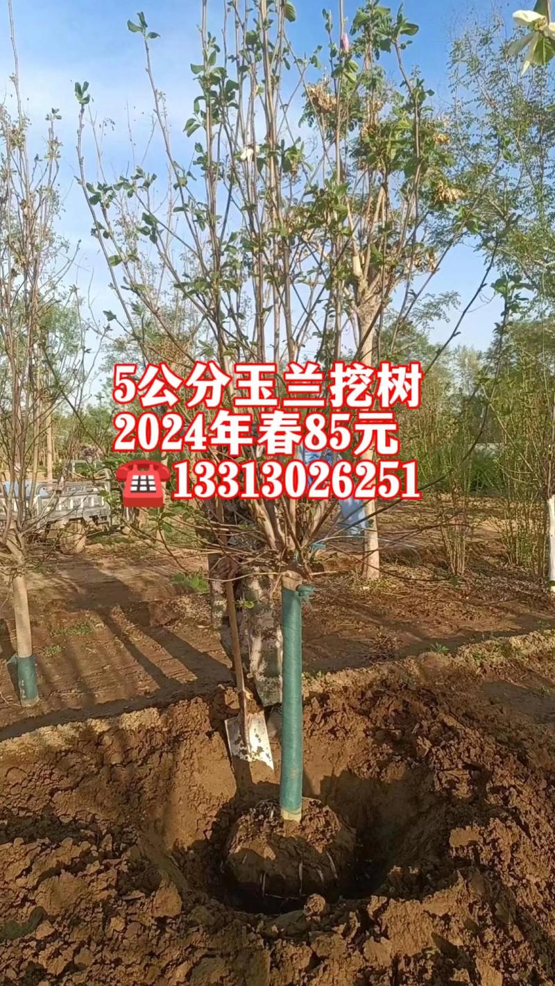广玉兰种苗多少钱一棵?2026年最新价格参考与影响因素全解析 常见问题解答 (FAQ)