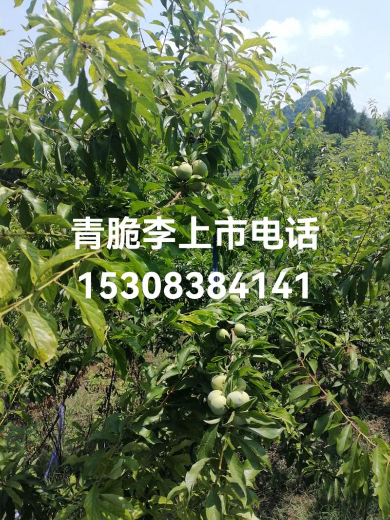 青脆李子苗采购避坑与种植全攻略:选对渠道看准根系,第三年稳产5000斤 青脆李结果年限与产量:第3年挂果,第6年亩产5000-7000斤