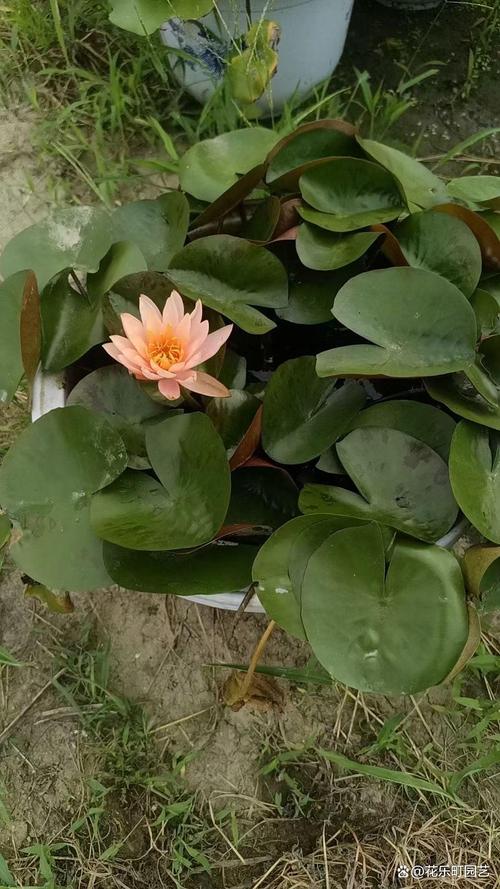 种睡莲水深多少合适?快速掌握水位与品种的匹配关系 推荐的三类睡莲品种