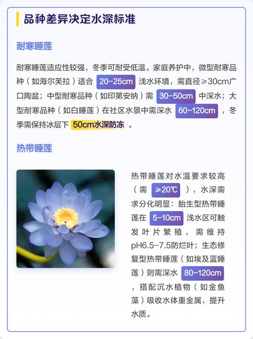 种睡莲水深多少合适?快速掌握水位与品种的匹配关系 总结