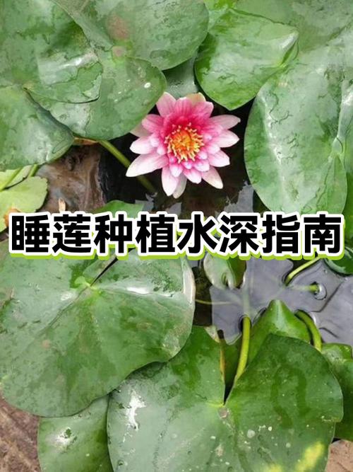 种睡莲水深多少合适?快速掌握水位与品种的匹配关系 常见问题FAQ