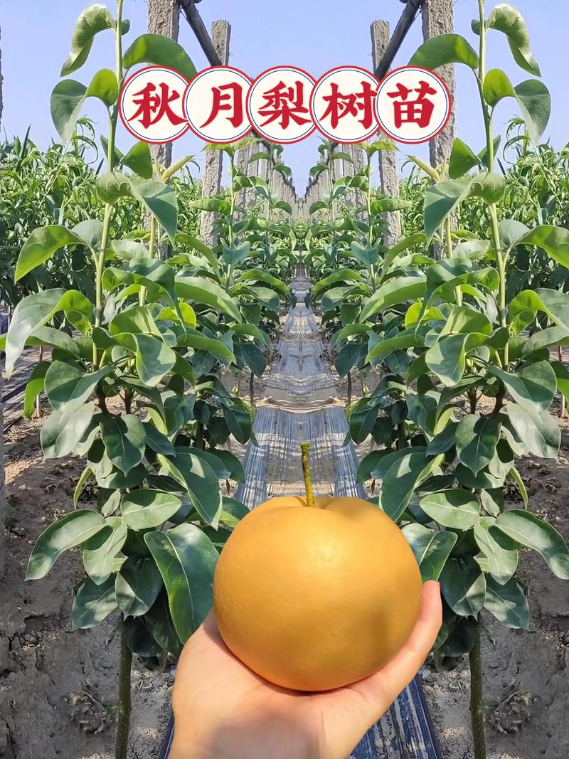 梨树什么时候移栽最好?老农教你春季+秋季两套标准方案,成活率95%以上 一、适宜时间:按地域选春季或秋季,避开极端天气